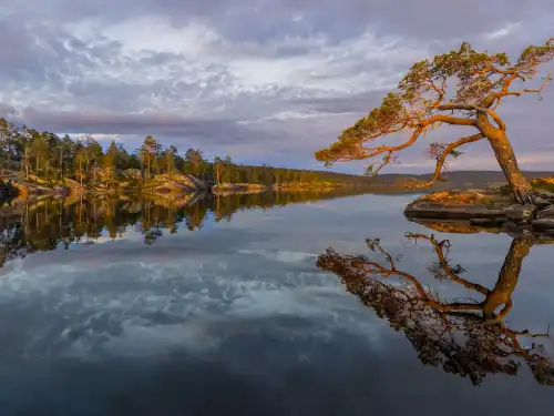category of Nature
