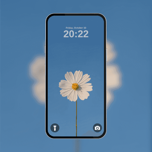 White Cosmos Flower