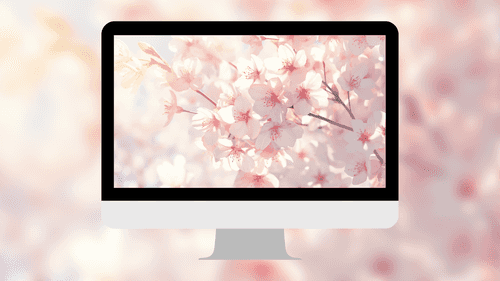 Soft Pink Cherry Blossoms
