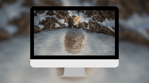 The Lion King – Young Simba