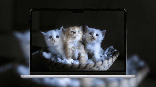Three Cute Kittens