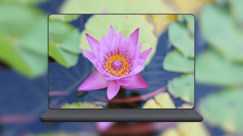 Blooming Pink Water Lotus