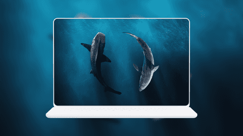 Whale Shark and Great White