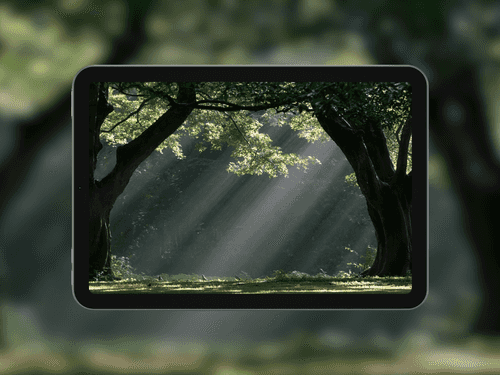 Forest Light Rays