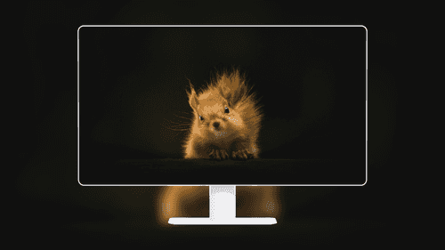 Curious Red Squirrel