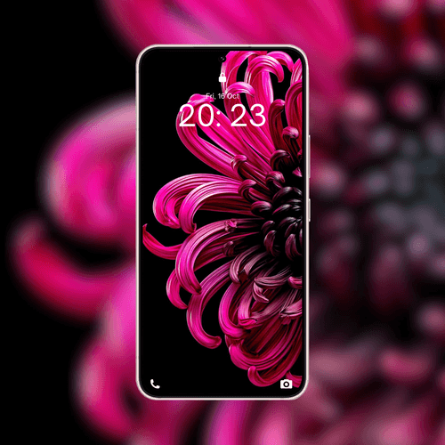 Vibrant Magenta Chrysanthemum