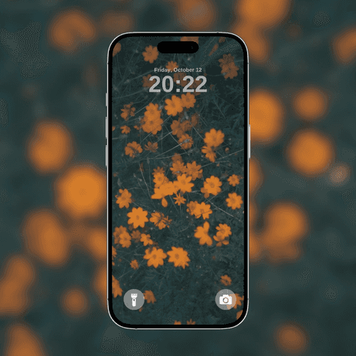 Orange Cosmos Flowers