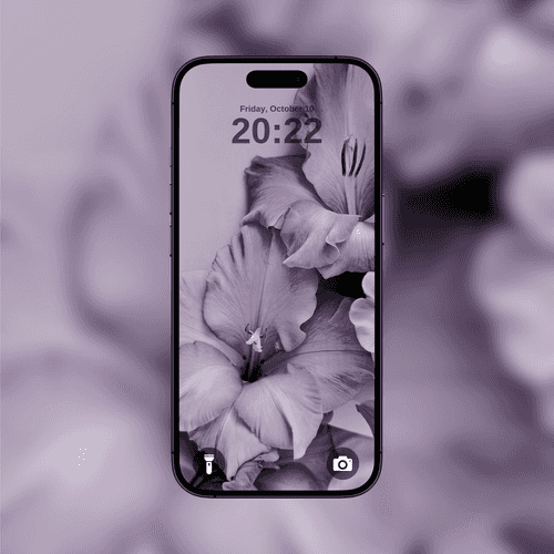 Purple Gladiolus Blossoms