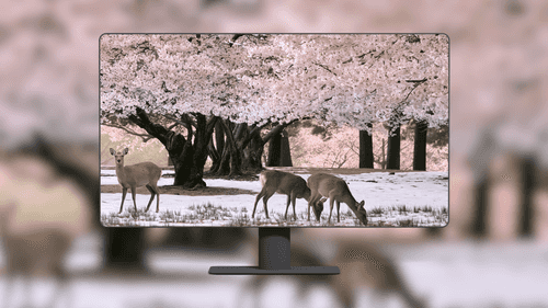 Blossoms with Deer