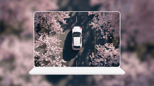 White Car Cherry Blossom Overhead