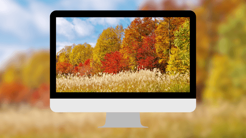 Autumn Vibrant Foliage Forest