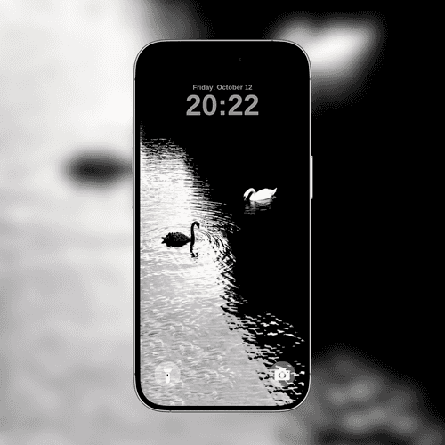 Black & White Swans