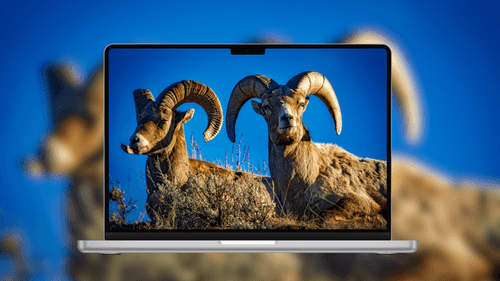 Bighorn Mountain Goats