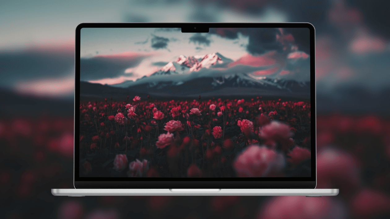 blooming-rose-field