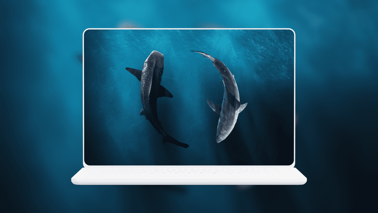 whale-shark-and-great-white