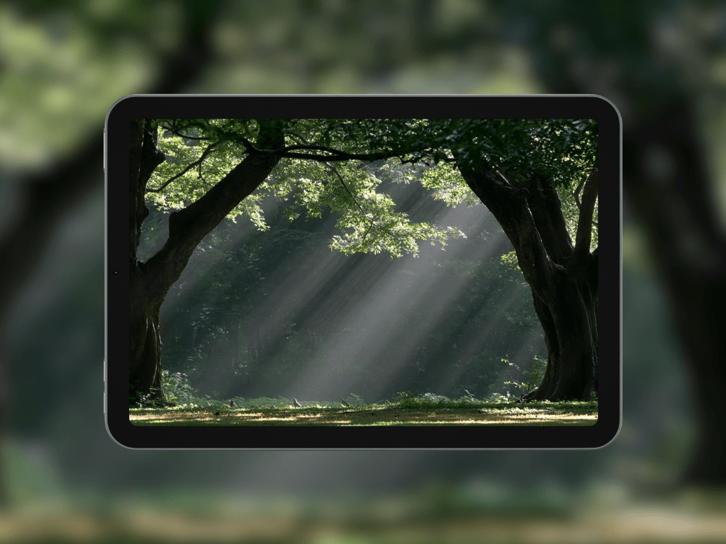 forest-light-rays
