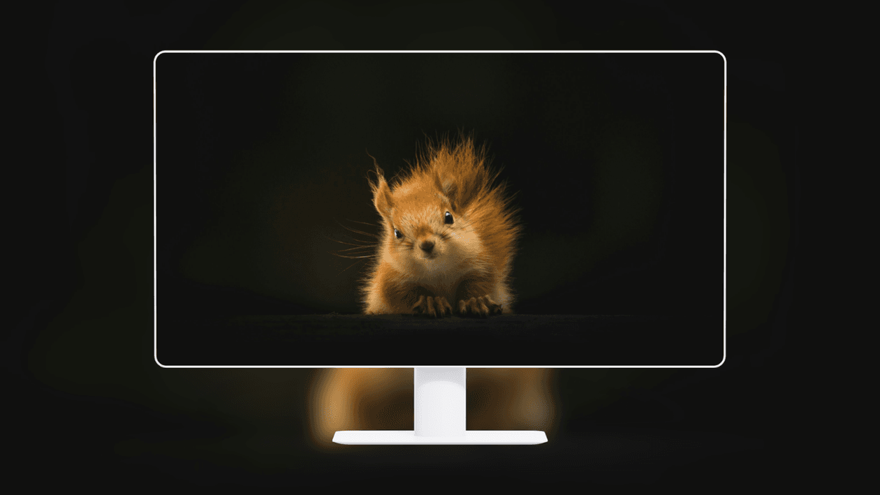 curious-red-squirrel