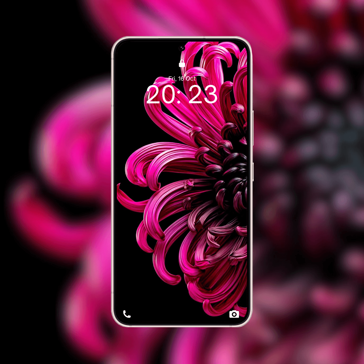 vibrant-magenta-chrysanthemum