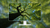 oak-tree