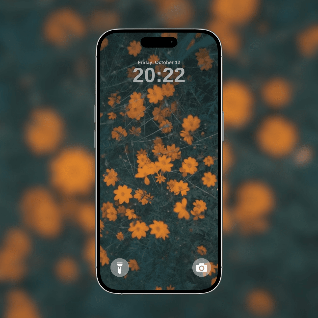 orange-cosmos-flowers