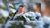 bullfinch