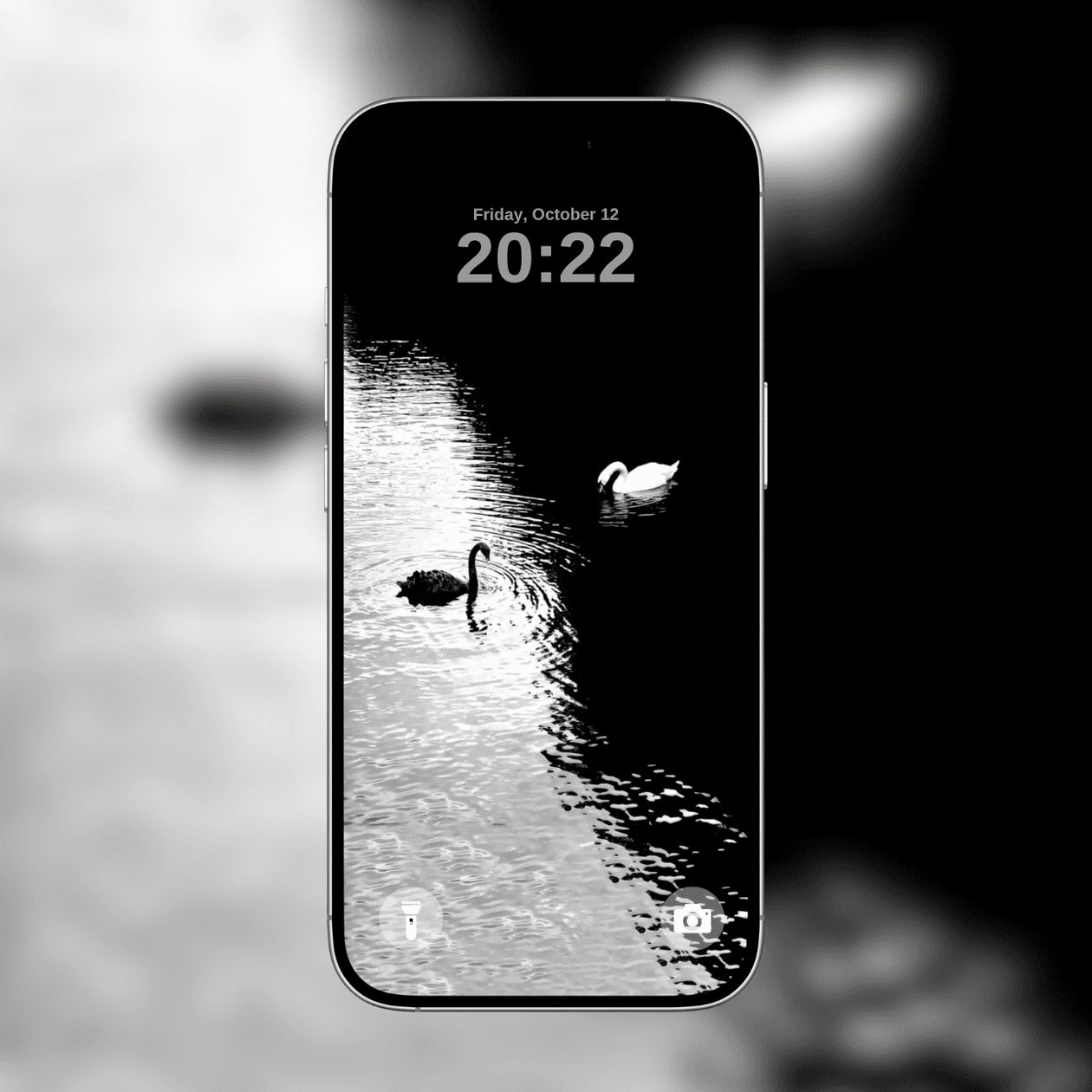 black-and-white-swans
