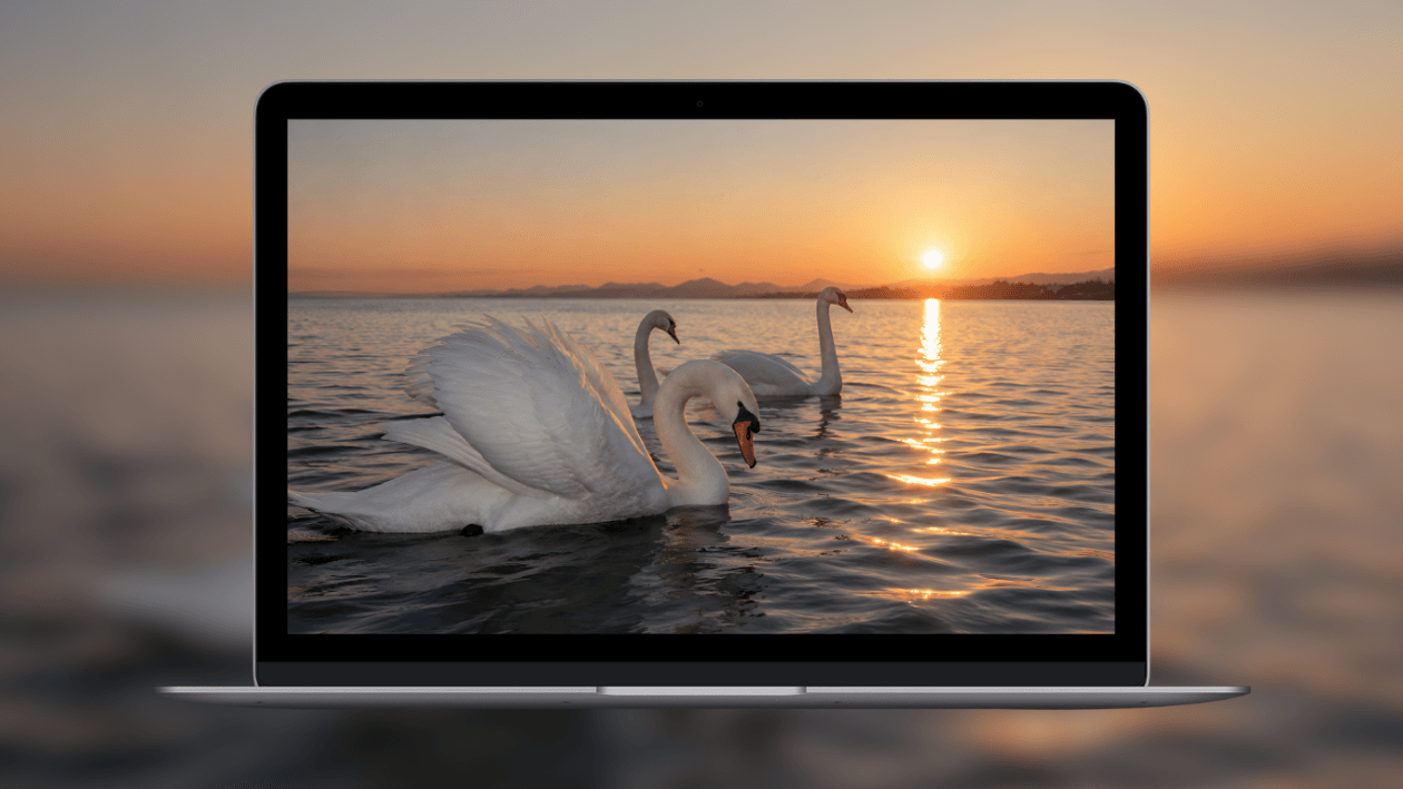 swans-on-lake