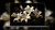 white-lilies-flowers